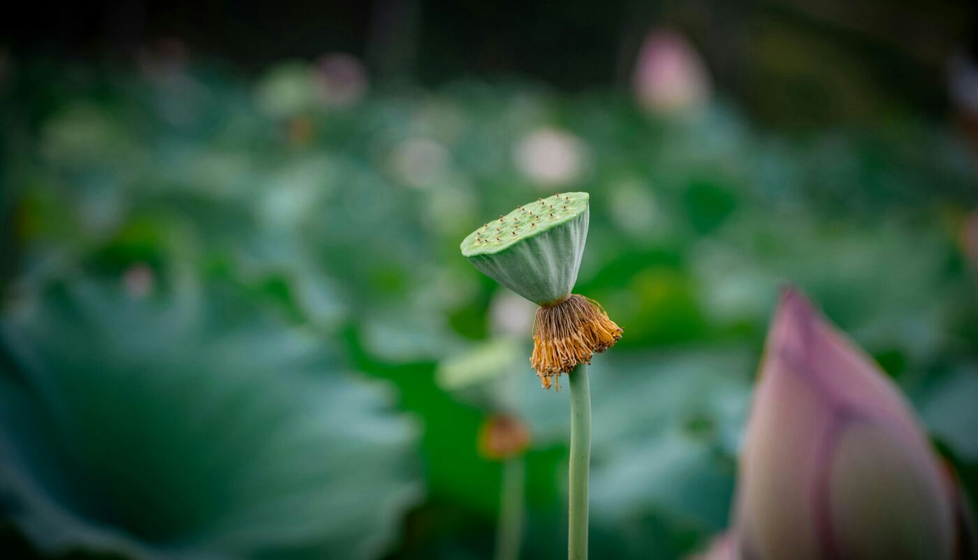 Einzelne Lotus-Samenkapsel im Fokus — den Faden halten zwischen vielen Themen